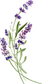 Lavender Flowers Illustration 